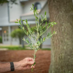 Fresh Olive Branches